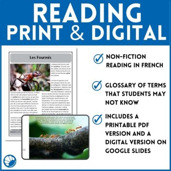 French Reading Comprehension | Ants / Les Fourmis, image 3