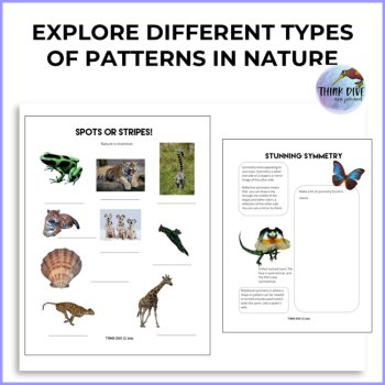 Explore Patterns & Shapes in Nature | Engaging Activities Inspired by Biomimicry, image 2