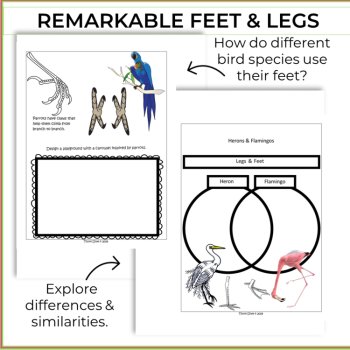 Bird Feet & Legs | Creative Biomimicry Design and Montessori-Inspired Activities, image 3