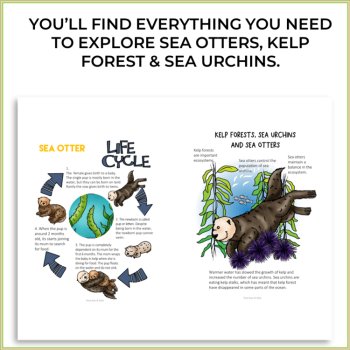 Sea Otters & Kelp Forests | Ecosystem, Blue Carbon & Creative Science |  2-4, image 2