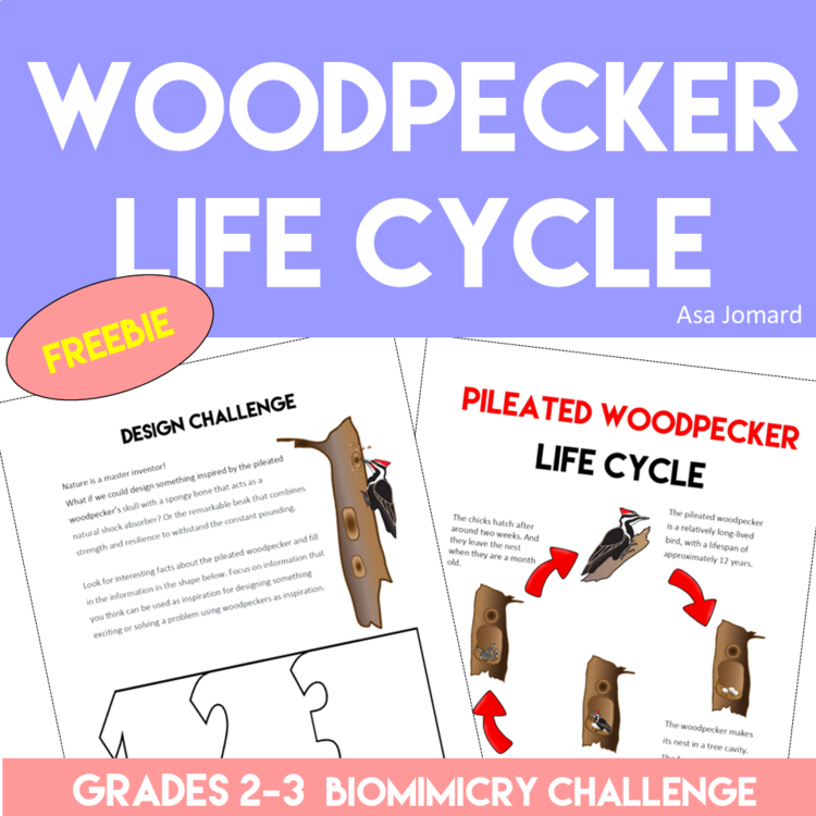 Woodpecker Life Cycle FREEBIE