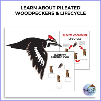 Woodpecker Life Cycle FREEBIE, image 2