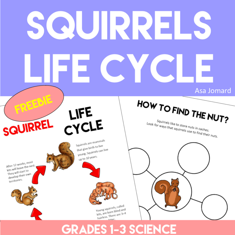 Engaging Squirrel Life Cycle FREEBIE