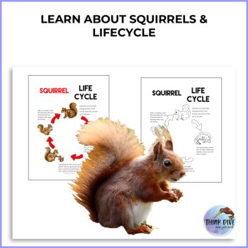 Engaging Squirrel Life Cycle FREEBIE, image 2