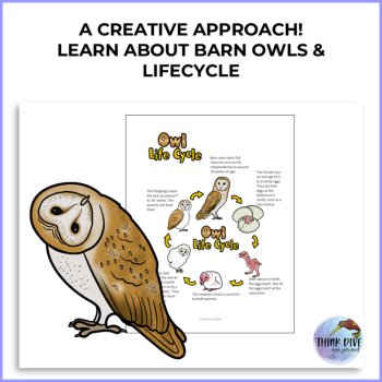 Explore Barn Owl FREEBIE | Life Cycle and Biomimicry Design Adventure, image 2