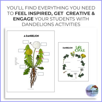 Summer Plants Activities Bundle | Life Cycle | Biomimicry Challenges and Craft, image 2