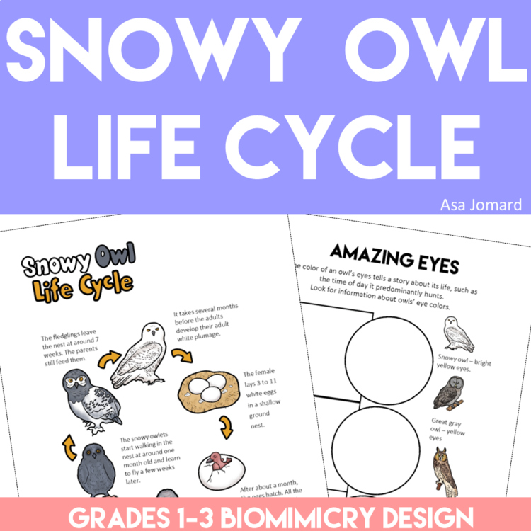 Explore Snowy Owl Life Cycle Activities | Biomimicry Design Adventure