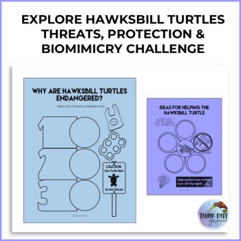 Explore Hawksbill Turtles | Protect Sea Turtles and Biomimicry Challenge, image 2