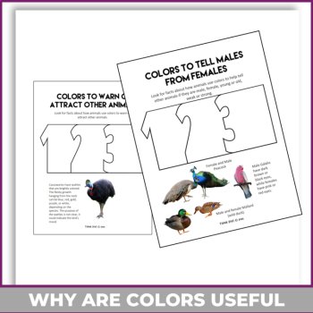 Engaging STEAM Activities Bundle | Explore Nature Focus on Patterns and Colors, image 3