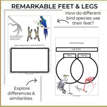Engaging & Fun STEAM Bird Bundle | Creative Biomimicry Design Activities, image 3