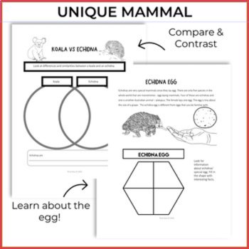 Engaging Australia Bundle | Exciting Echidna Life Cycle Activities & Biomimicry, image 4
