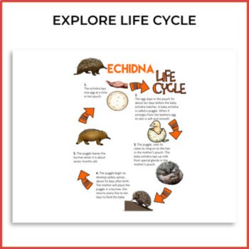 Inspiring Australian Animals Life Cycle Bundle | Unique Biomimicry Adventures, image 2