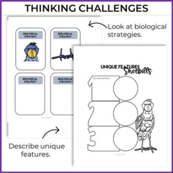 Inspiring Animal Superpower Report Bundle | Engaging Biomimicry Design Thinking, image 4