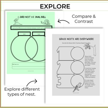 Engaging Bird's Nest Activities | Inspiring Biomimicry Design Projects, image 3