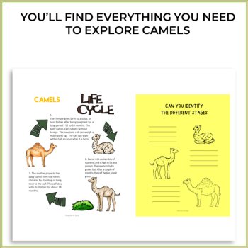 Inspiring STEAM Camel Activities | Life Cycle | Unique Biomimicry Adventures, image 2