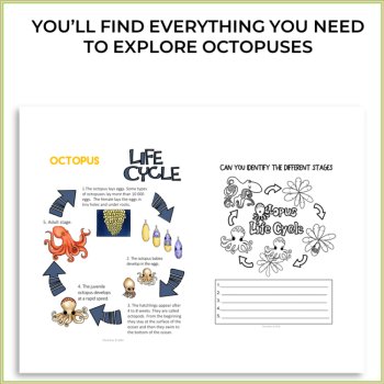 Engaging STEM Octopus Activities | Life Cycle | Unique Biomimicry Adventures, image 2