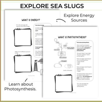 Unique Energy Project Bundle | Creative Biomimicry Design Thinking Activities, image 3
