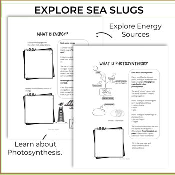 Inspiring Solar Power Activities  |  Photosynthesis | Biomimicry Design Thinking, image 3
