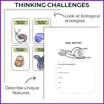 Explore Snail Adaptations | Inspiring Biomimicry Design Challenges, image 3