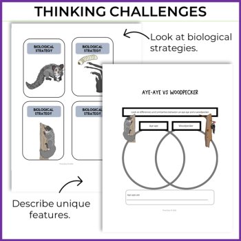 Engaging Aye-Aye Activities | Write an Animal Superpower Report, image 3
