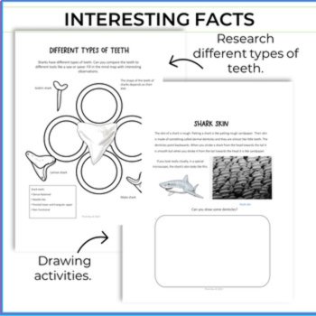 Unique Shark Oviparous Activities | Life Cycle | Engaging Biomimicry Projects, image 3