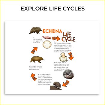 Unique Oviparous Animals Activities Bundle | Inspiring Biomimicry Challenges, image 2