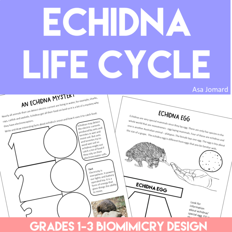 Engaging Echidna Life Cycle Activities | Unique Biomimicry Design Adventures