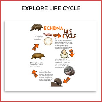 Engaging Echidna Life Cycle Activities | Unique Biomimicry Design Adventures, image 2