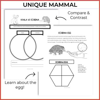 Engaging Echidna Life Cycle Activities | Unique Biomimicry Design Adventures, image 3