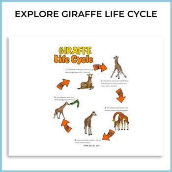 Engaging STEAM Giraffes Activities | Life Cycle | Unique Biomimicry Adventures, image 2