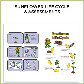 Engaging STEAM Sunflower Activities | Life Cycle | Unique Biomimicry Adventures, image 2