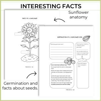 Engaging STEAM Sunflower Activities | Life Cycle | Unique Biomimicry Adventures, image 3