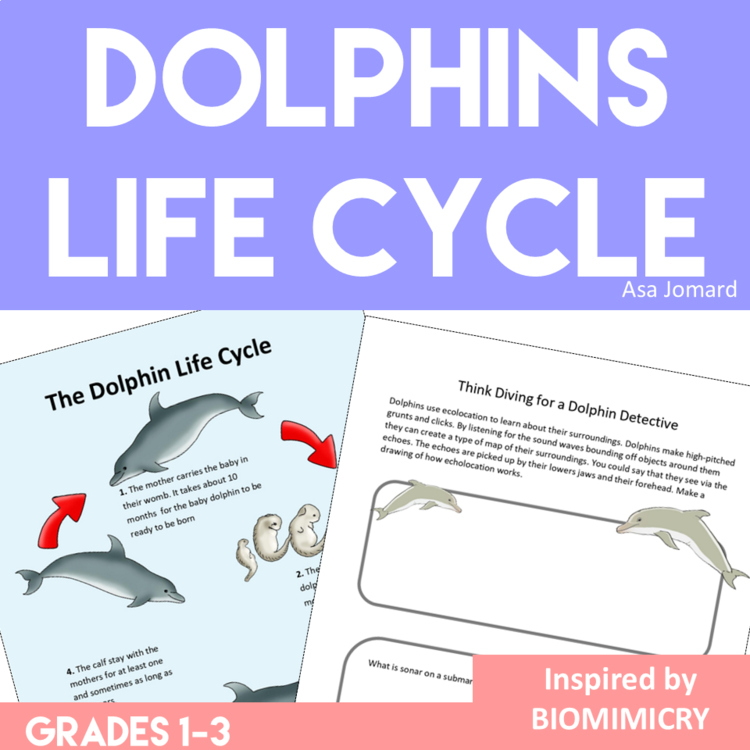 Unique STEAM Dolphin Activities | Life Cycle | Inspiring Biomimicry Adventures