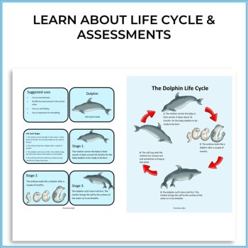 Unique STEAM Dolphin Activities | Life Cycle | Inspiring Biomimicry Adventures, image 2