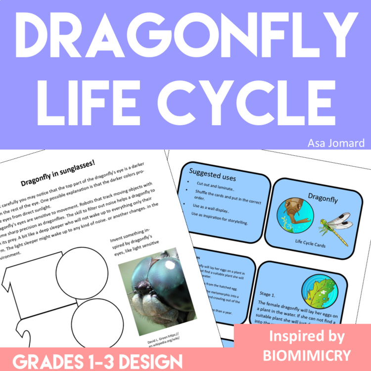 Unique STEAM Dragonfly Activities | Life Cycle | Inspiring Biomimicry Adventures