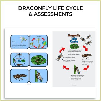 Unique STEAM Dragonfly Activities | Life Cycle | Inspiring Biomimicry Adventures, image 2