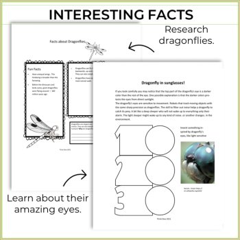 Unique STEAM Dragonfly Activities | Life Cycle | Inspiring Biomimicry Adventures, image 3