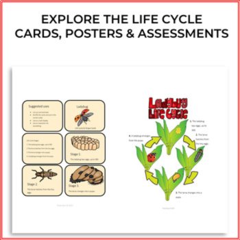 Unique Insect Bundle Life Cycle Projects | Inspiring Biomimicry Adventures, image 2