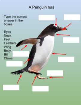 Bird Bundle | Biomimicry Life Cycle Design Inspired Nature Compatible with NGSS, image 2
