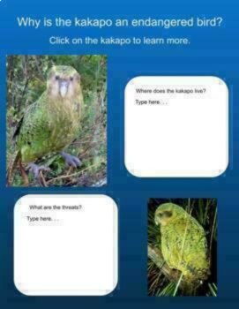 Bird Bundle | Biomimicry Life Cycle Design Inspired Nature Compatible with NGSS, image 3