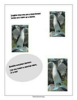 Bird Bundle | Biomimicry Life Cycle Design Inspired Nature Compatible with NGSS, image 4