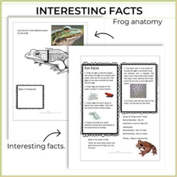 Engaging Life Cycle Whole Year Bundle  | Biomimicry Design & STEAM Activities, image 4