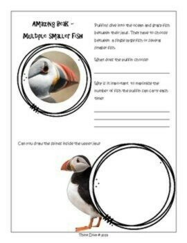 Inspiring Birds Puffin Project | Explore Bioflourescence and Biomimicry Design, image 2