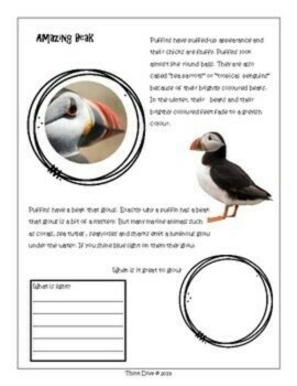 Inspiring Birds Puffin Project | Explore Bioflourescence and Biomimicry Design, image 4
