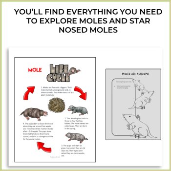 Engaging STEAM Moles & Star-Nosed Mole Life Cycle | Unique Biomimicry Projects, image 2