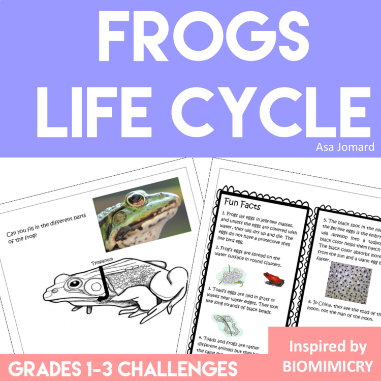Engaging Frog  Life Cycle Activities | Inspiring Biomimicry  Design Adventures