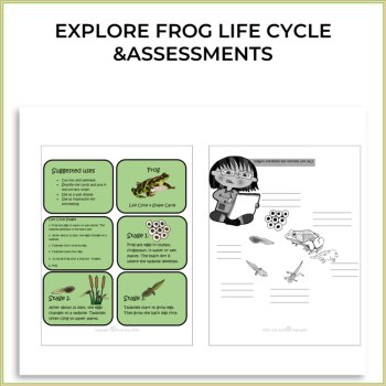 Engaging Frog  Life Cycle Activities | Inspiring Biomimicry  Design Adventures, image 2