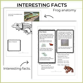 Engaging Frog  Life Cycle Activities | Inspiring Biomimicry  Design Adventures, image 3