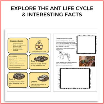 Engaging Ant Life Cycle Activities | Unique Biomimicry Design Thinking Projects, image 2