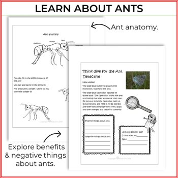 Engaging Ant Life Cycle Activities | Unique Biomimicry Design Thinking Projects, image 3